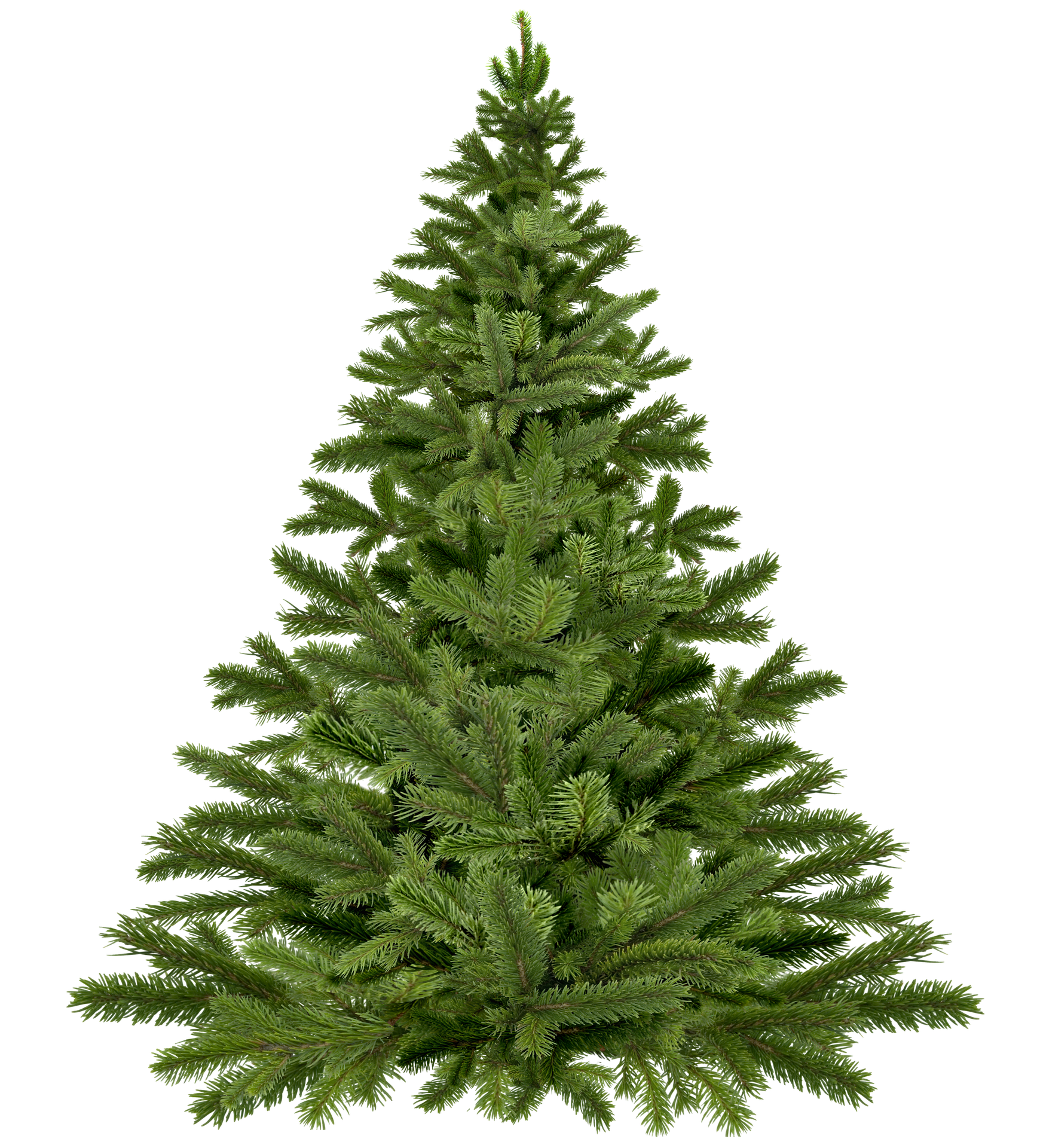 tree-player-1